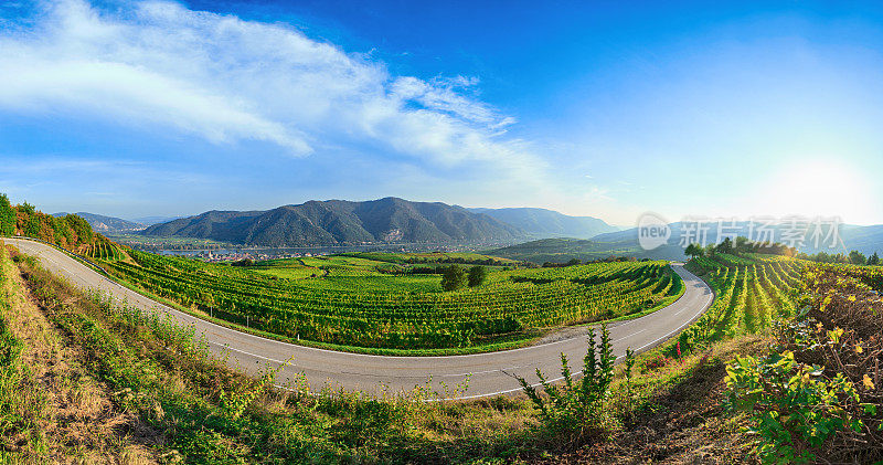 奥地利Weissenkirchen, Wachau valley vineyard全景